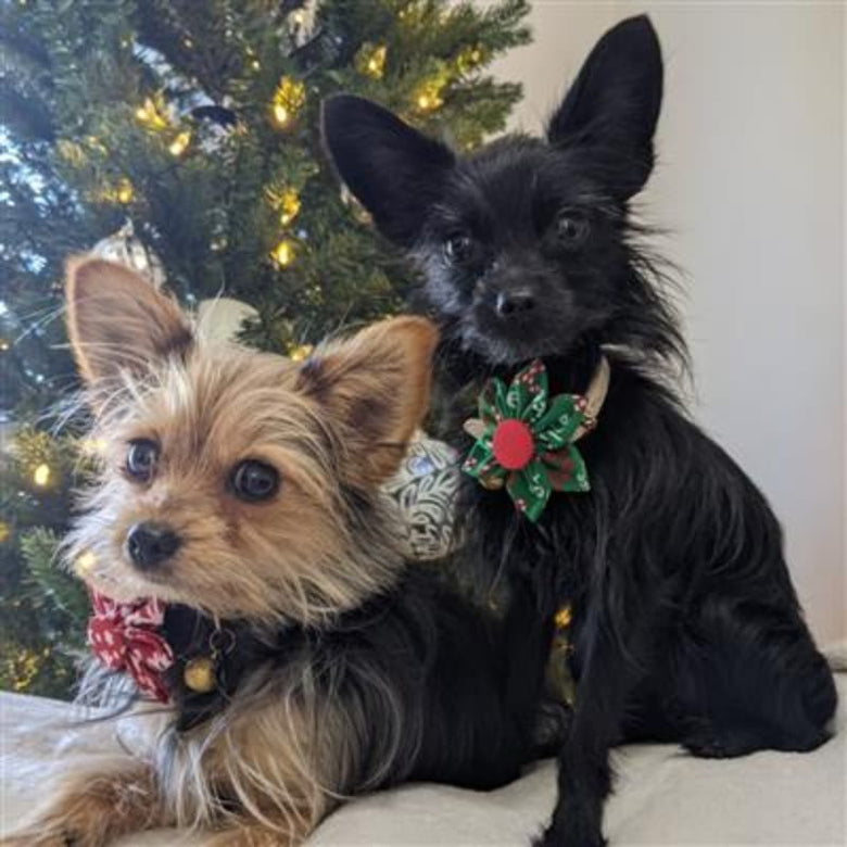 Huxley & Kent Bow Tie Naughty & Nice Pinwheel Holiday Pet Collar Attachment - 2 Sizes
