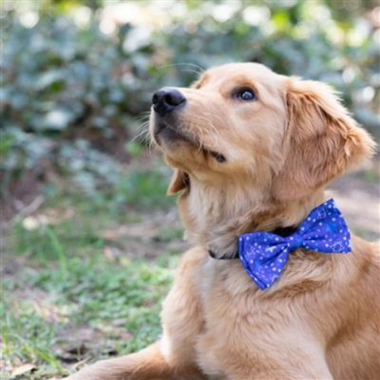 Huxley & Kent Bow Tie LG Hanukkah Stars & Dots Holiday Pet Bow Tie