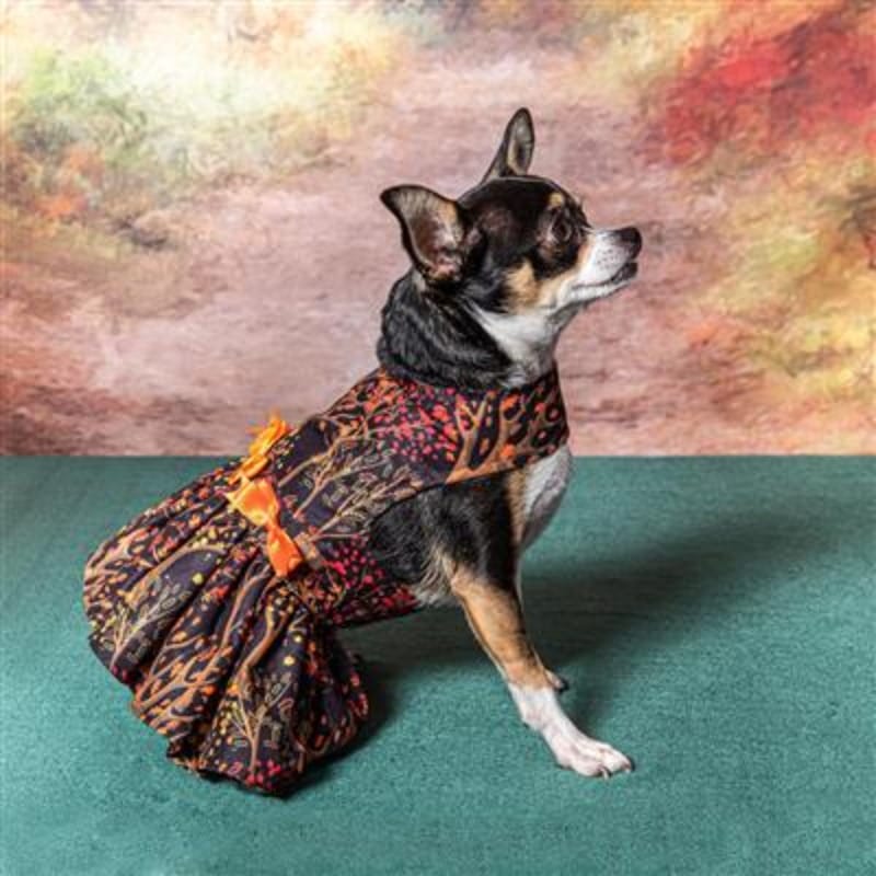 Doggie Design, Inc dog apparel Fall Leaves Dog Harness Dress w/ Matching Leash