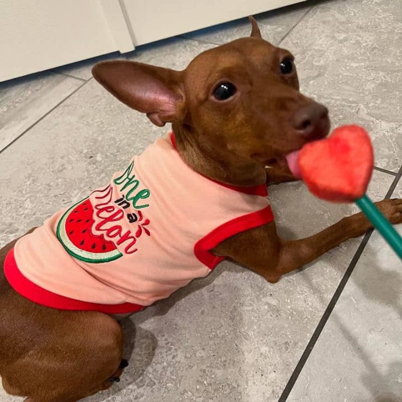 Parisian Pet® Tee's One in a Melon Pink Dog T-Shirt