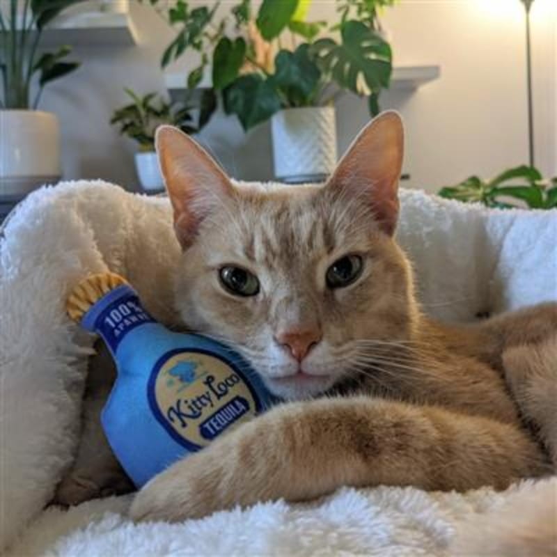 Huxley & Kent Cat Toys Kitty Loco Plush Cat Toy