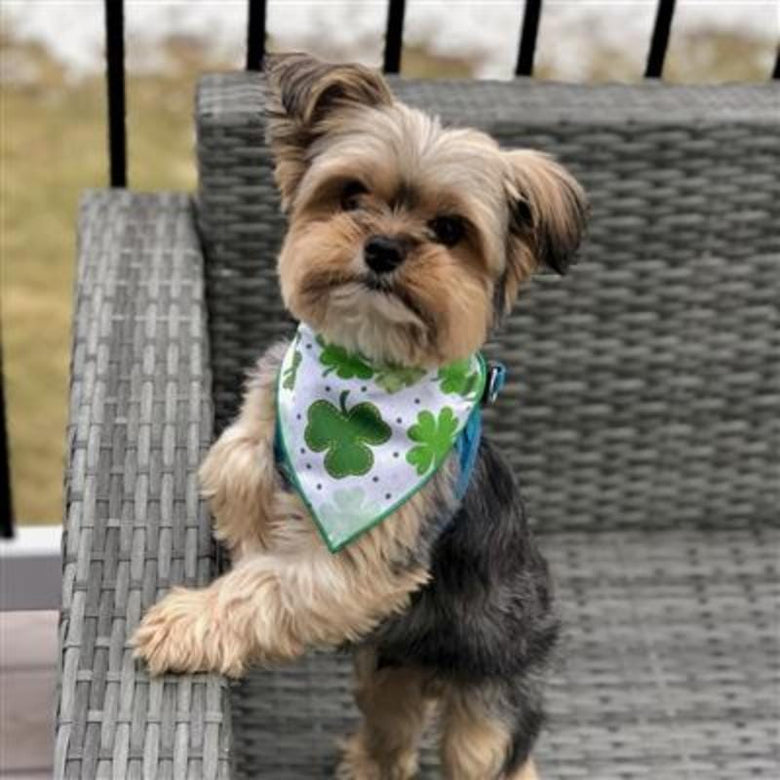 Hunter K9 Bandanas St. Patricks Shamrock Dog Bandana