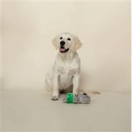 Pet Shop by Fringe Studio dog toys Shake Your Palm Palms Plush Dog Toy