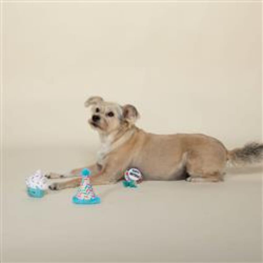 Pet Shop by Fringe Studio dog toys Happy Bark-day Small Plush Dog Toys Set of 3