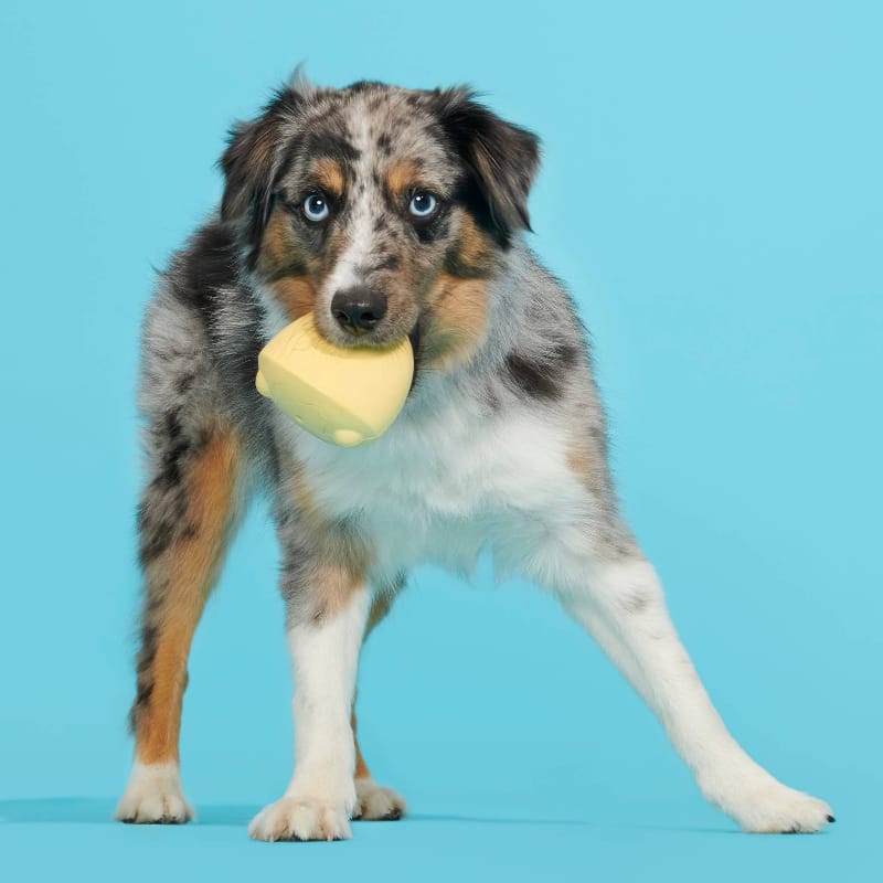 BARK dog toys Tough Chick Chicken Super Chewer Yellow Plush (with Hidden Toy Inside) Dog Toy - Sm
