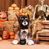 Hugsmart Products Inc dog toys Howloween Night Witches Brew Plush Dog Toy Set - 3 Pc
