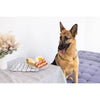 Pearhead, Inc. dog toys Barkfast Dog Toys Set - 3 Pc