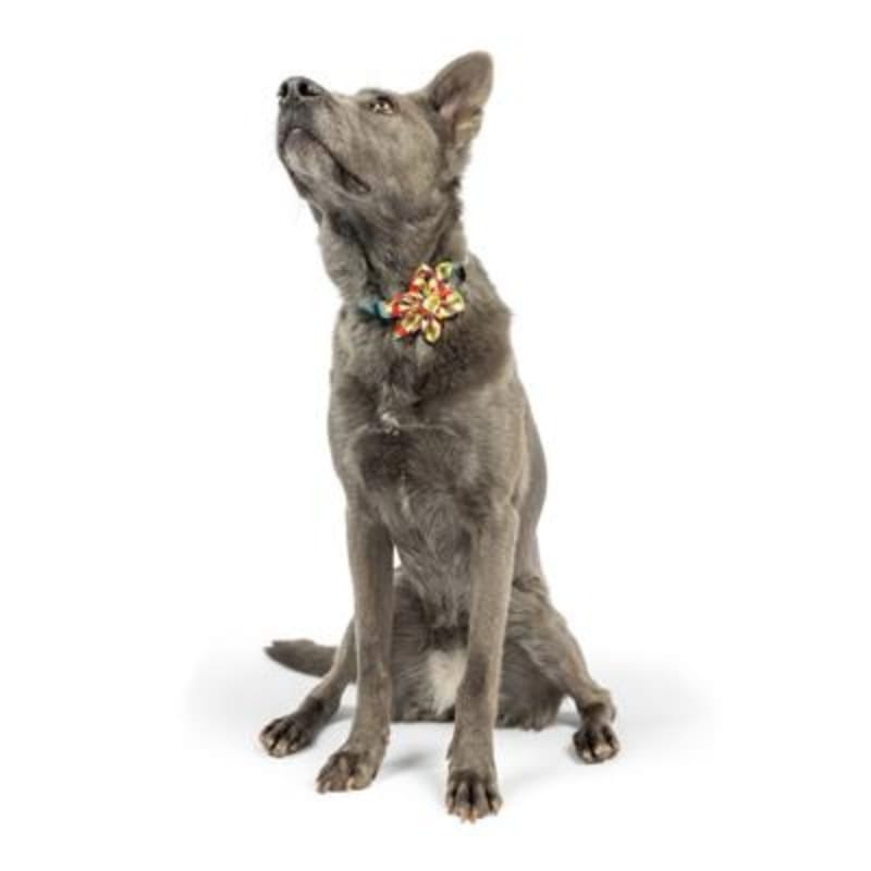 Huxley & Kent Bow Tie Fall Season Harvest Check Pinwheel Pet Collar Attachment - 2 Sizes