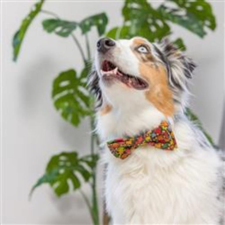 Huxley & Kent Bow Tie Fall Season Leaves & Nuts Pet Bow Tie Collar Attachment - 3 Sizes