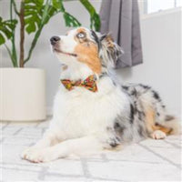 Huxley & Kent Bow Tie Fall Season Leaves & Nuts Pet Bow Tie Collar Attachment - 3 Sizes