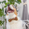 Huxley & Kent Bow Tie Fall Season Leaves & Nuts Pet Bow Tie Collar Attachment - 3 Sizes