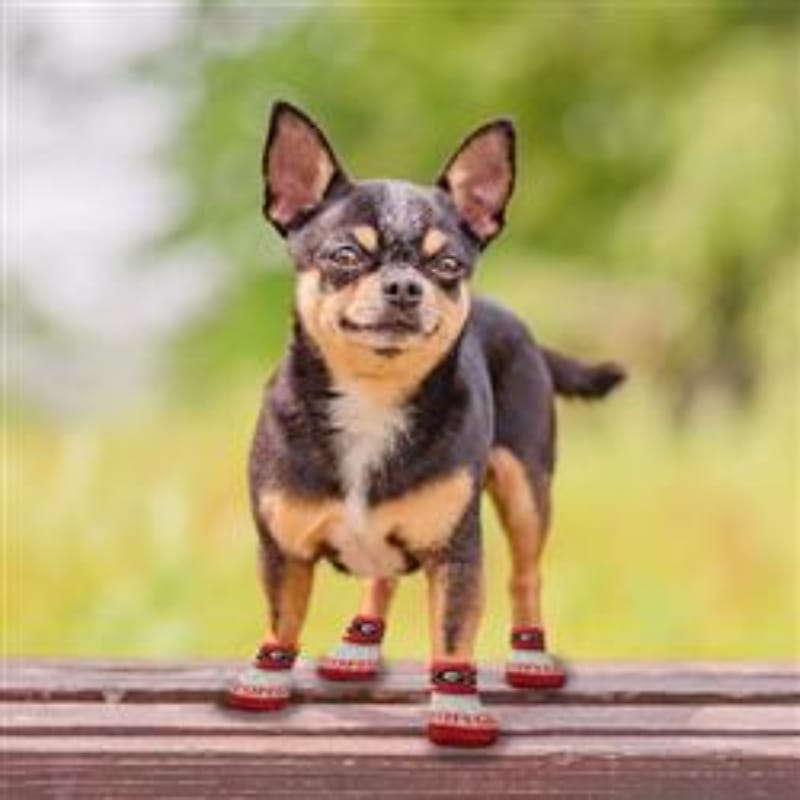 Pets First Pet Socks GA Bulldogs Non-Skid Pet Socks - 4 Pc (2 sizes)