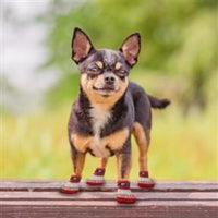 Pets First Pet Socks GA Bulldogs Non-Skid Pet Socks - 4 Pc (2 sizes)