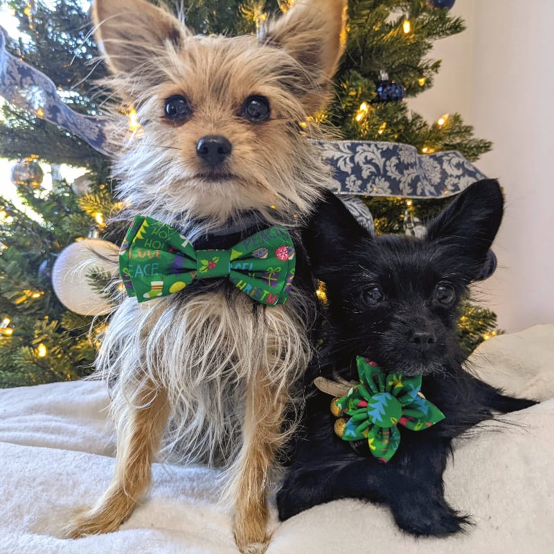 Huxley & Kent Bow Tie Merry & Bright Festive Holiday Pet Bow Tie - 3 Sizes