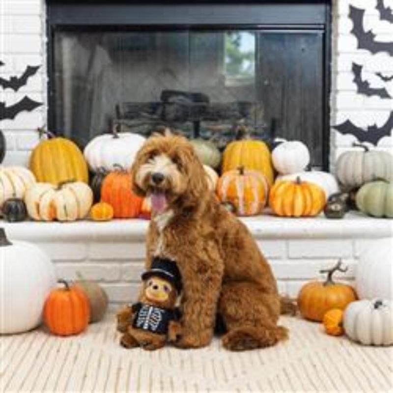 PetShop by Fringe Studio dog toys Trick or Sleep Sloth Plush Dog Toy