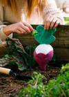 Radish Crinkle Crops Leafy Plush Squeaky Crinkle Dog Toy
