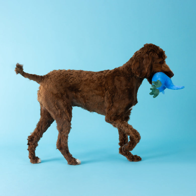 Shark Rex Feelin' Jawsome! Blue Plush Squeaky Dog Toy