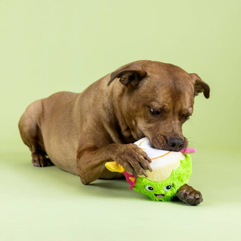 Petshop by Fringe Studio dog toys Coca-Nutz About You Plush Dog Toy