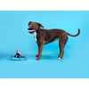 BARK dog toys Dogo Dunkers Plush Interactive Dog Toy Set - 3pc