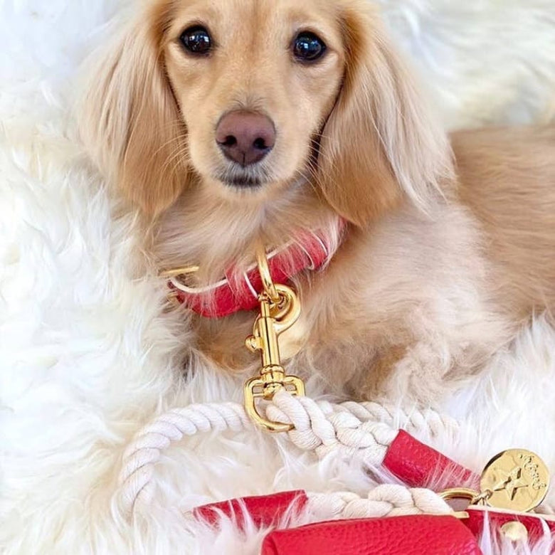 PoisePup Collars Melting Hearts Red Luxury Leather Dog Collar