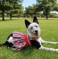 Doggie Design Doggie Design - Patriotic Dog Dress with Matching Leash: X-Large