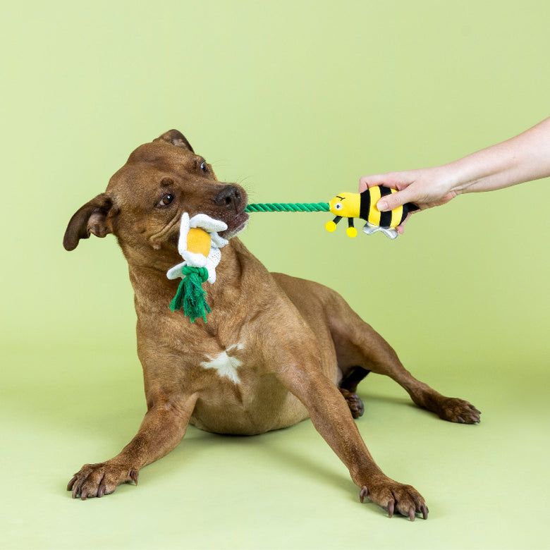 I'm Pollen For You! Bee & Flower Rope Tug Spring Plush Squeaky Dog Toy