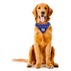 NY Giants Pet Bandana