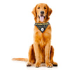 Steelers Pet Bandana