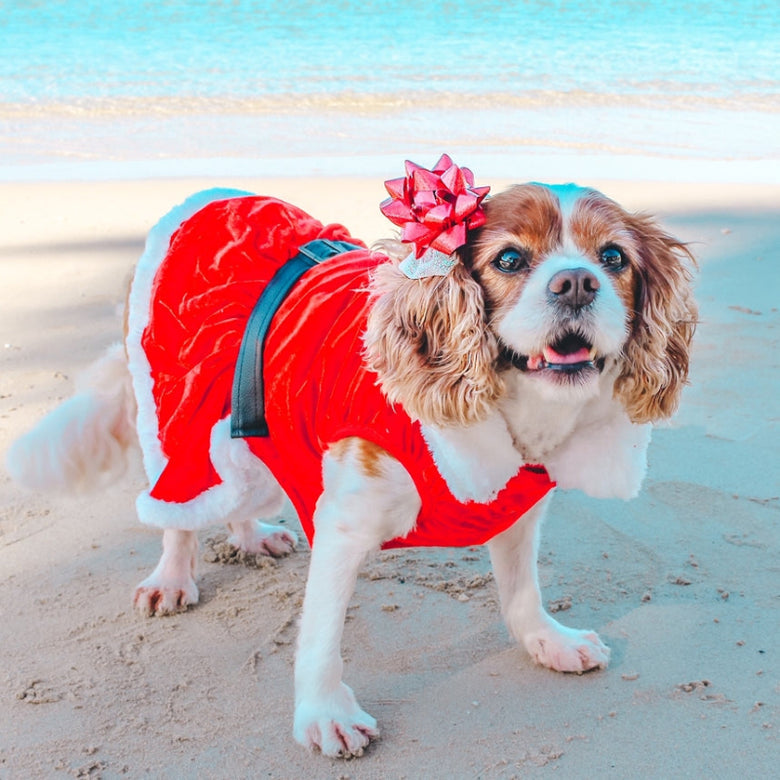 Mrs Claus Red Velvet Christmas Holiday Pet Dress