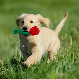 TM - FUNNYSNOW dog toys Plush Red Rose Flower Rope Tug Dog Toy