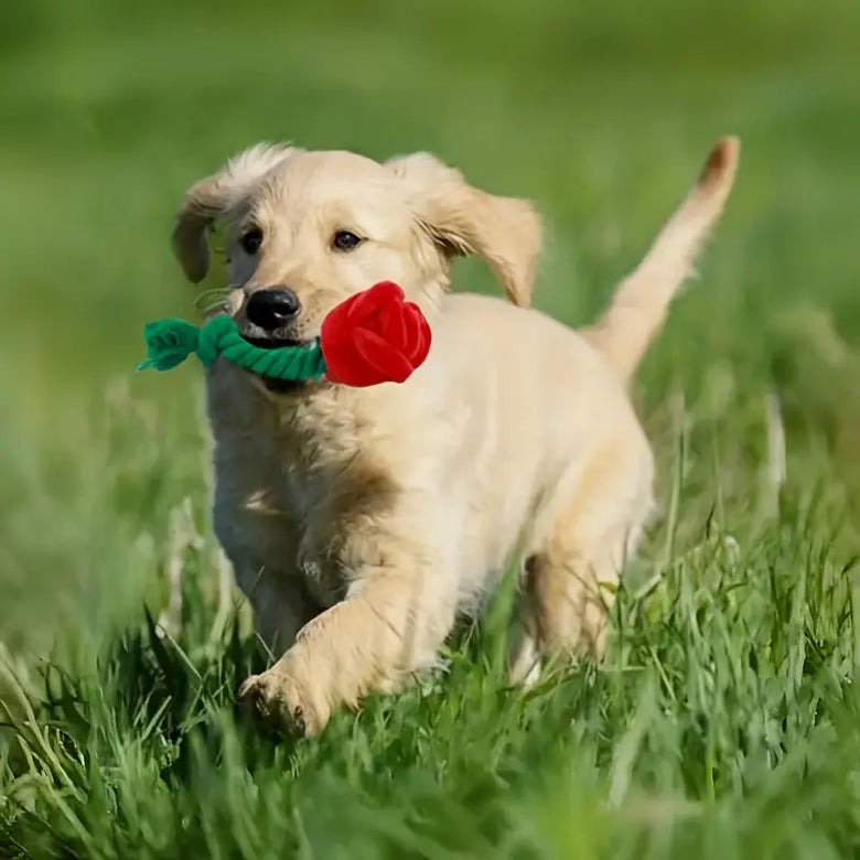 TM - FUNNYSNOW dog toys Plush Red Rose Flower Rope Tug Dog Toy
