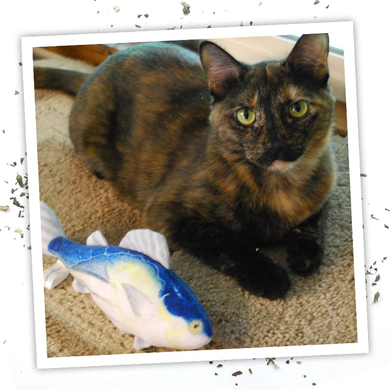 Meowijuana Cat Toys Meowijuana Get Hooked Kahuna Tuna Cat Toy