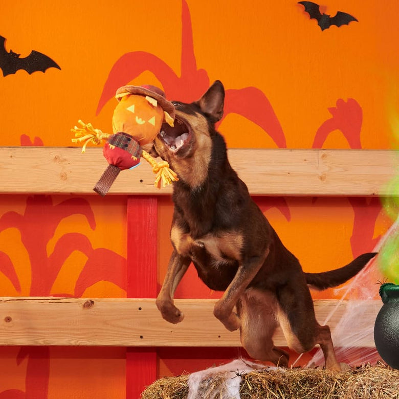 BARK dog toys Halloween Jack-Crow-Lantern Plush Squeak Rope Tug Dog Toy