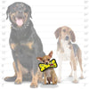 Tuffy Dog Toys - VIP Products dog toys Tuffy Jr Bone Yellow & Ring Red Paw Durable Tough Dog Toy Set - 2 Pc