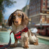 Red Buffalo Check Red/ Blk Holiday Bow Tie Pet Collar Attachment- 2 Sizes