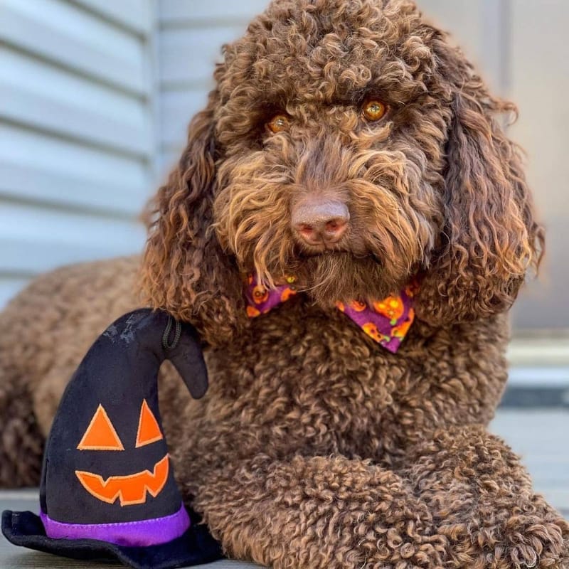 Huxley & Kent dog toys Spooky Witch Hat Plush Squeaky Dog Toy