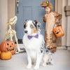 Huxley & Kent Bow Tie XL Witch's Brew Purple Bow Tie Pet Collar Attachment - XL