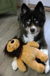 Rory The Lion Brown Plush Squeaky Dog Toy - 2 Sizes