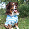 Doggie Design, Inc Collared Shirts Colored Striped 100% Cotton Dog Polo Shirts - 3 Colors