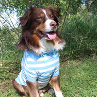 Doggie Design, Inc Collared Shirts Colored Striped 100% Cotton Dog Polo Shirts - 3 Colors