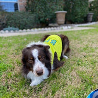 Parisian Pet® Tee's MD B.F.F. Best Furry Friend Lime Green Dog Tee