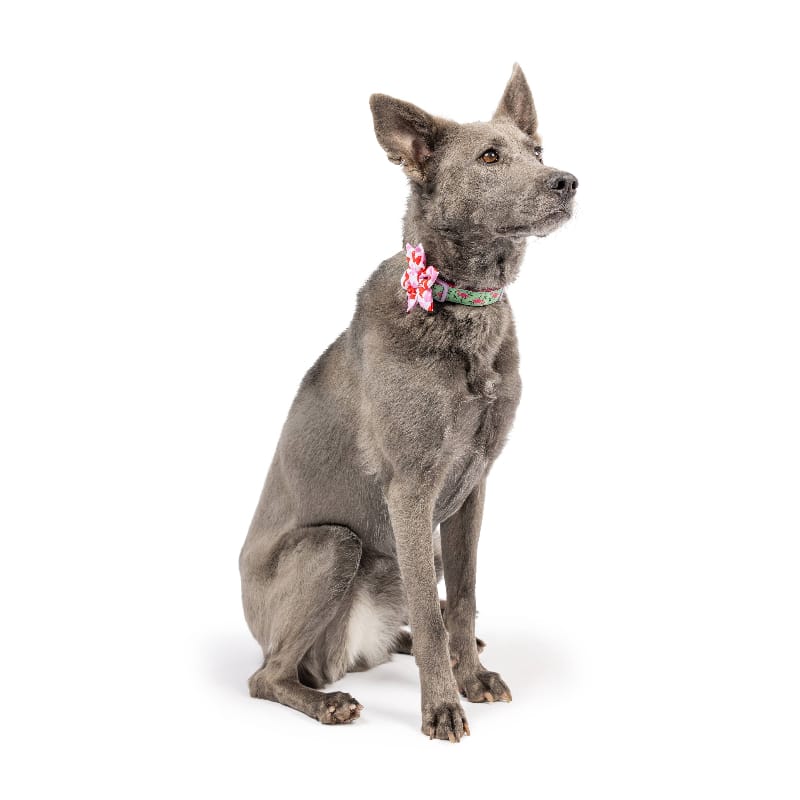 Huxley & Kent Bow Ties Kiss Kiss Lips Pinwheel Pet Collar Attachment - 2 Sizes