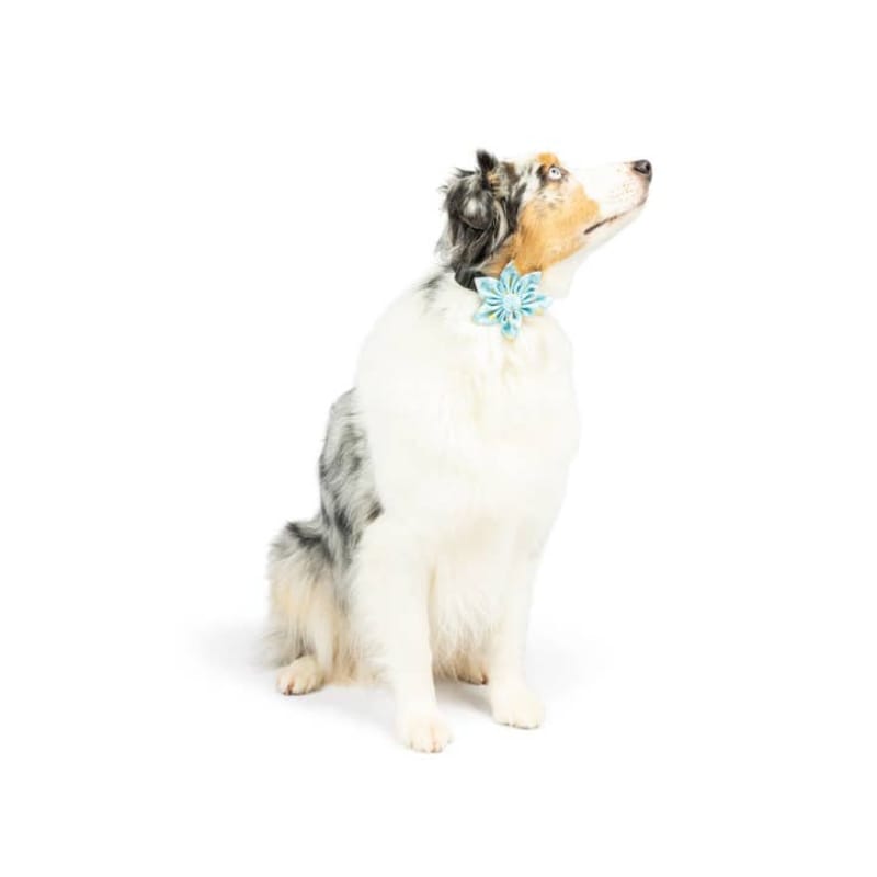 Huxley & Kent Collars Chicks & Eggs Pinwheel Pet Collar Attachment - 2 Sizes