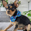 Huxley & Kent Bow Tie Firecrackers Blue Pet Bow Tie - 2 Sizes