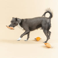 We Came We Saur Canvas Squeaky Mini Dog Toy Set - 3pc