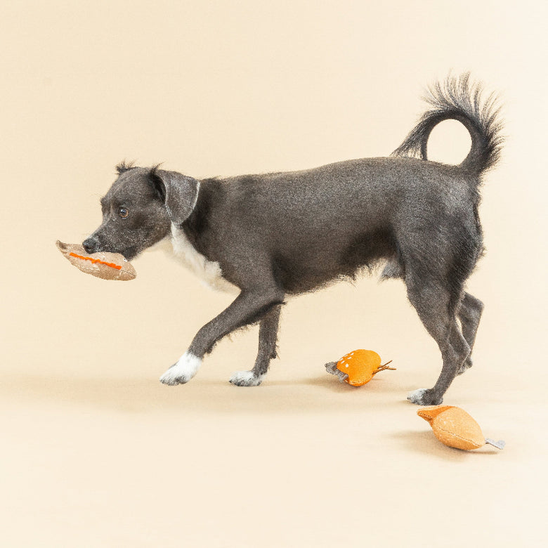 We Came We Saur Canvas Squeaky Mini Dog Toy Set - 3pc