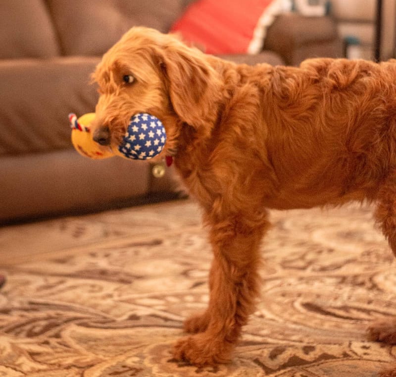 Thoozy dog toys #1 PUP Trophy Rope Tug Plush Squeaky Dog Toy - 9"