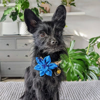 Huxley & Kent Bow Tie Octopus Garden Blue Pinwheel Pet Collar Attachment - 2 Sizes