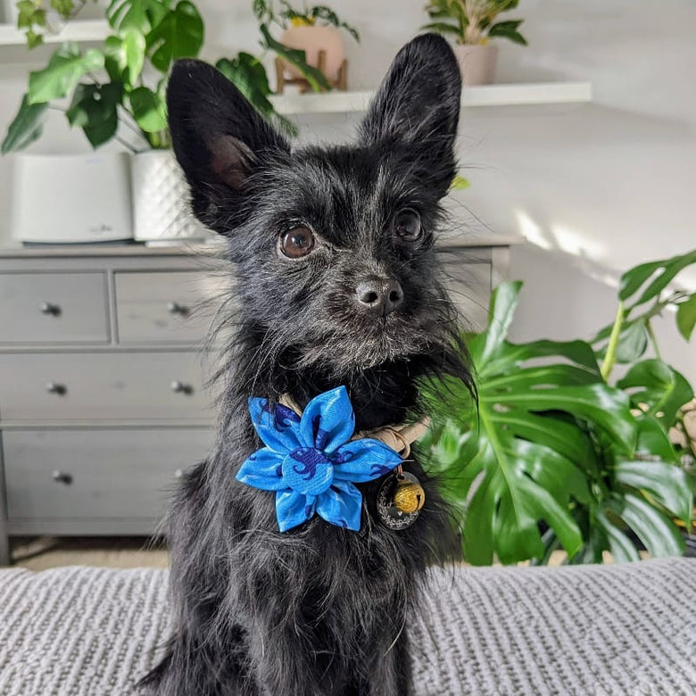 Huxley & Kent Bow Tie Octopus Garden Blue Pinwheel Pet Collar Attachment - 2 Sizes
