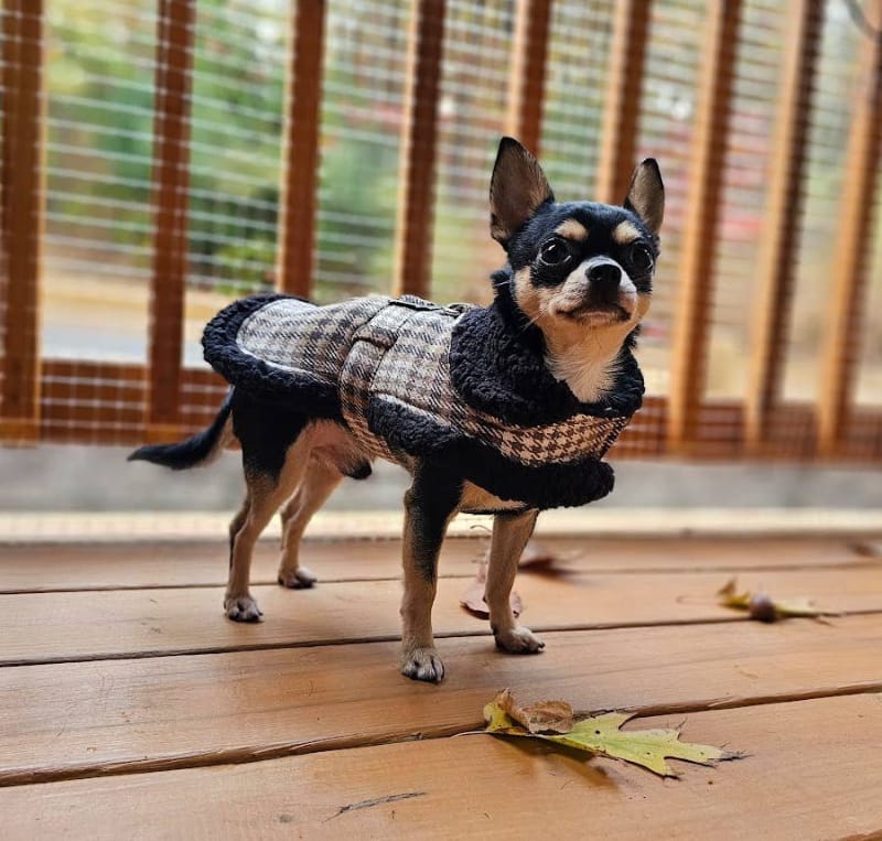 Doggie Design Jackets Sherpa Lined Dog Harness Coat Brown & White Plaid with Matching Leash
